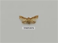 藏品(夜蛾846)的圖片